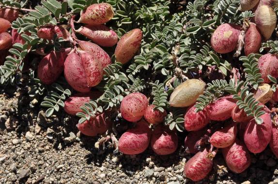 Vegetação adaptada ao frio a grandes altitudes da região do Aconcágua,  Província de Mendoza, no oeste da Argentina